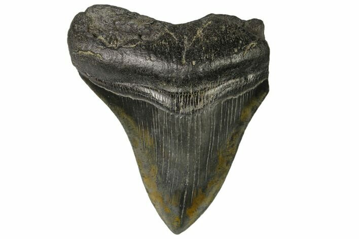 Partial Megalodon Tooth - South Carolina #149165